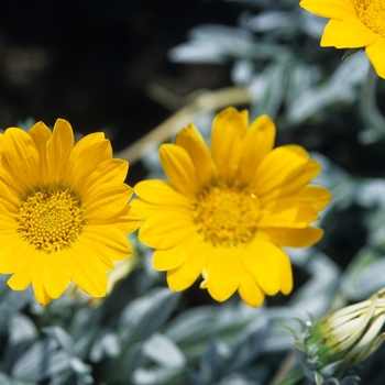 Gazania rigens 'Talent Yellow' 