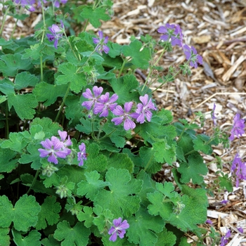 Geranium 'Philippe Vapelle'