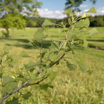 Ginkgo biloba 'Chi Chi' 