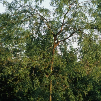 Gleditsia triacanthos 'Marando'