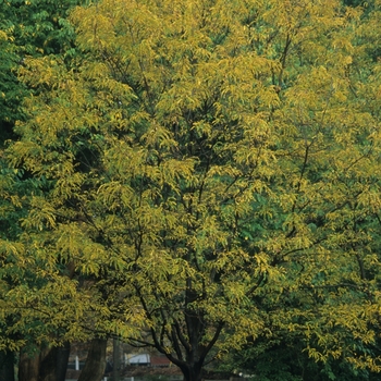 Gleditsia triacanthos var. inermis 'Impcole' 