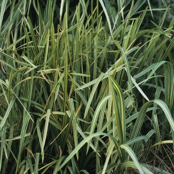 Glyceria maxima 'Variegata' 