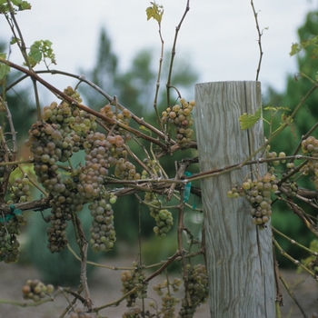 Vitis vinifera 'Blanca' 