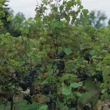 Vitis 'Marechal Foch'