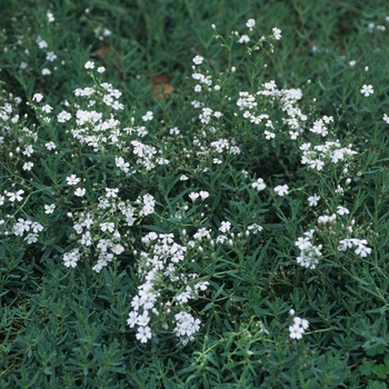 Gypsophila repens 