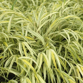 Hakonechloa macra 'Aureola'