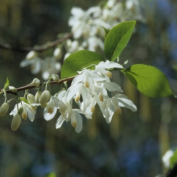 Halesia diptera