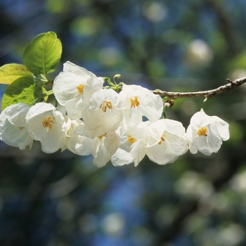 Halesia monticola vestita