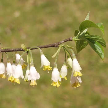 Halesia parviflora 