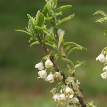 Halesia carolina (tetraptera) 'Variegata' 