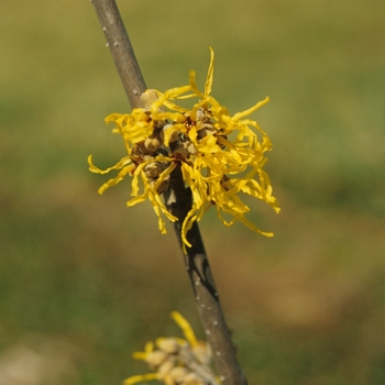 Hamamelis 'Ripe Corn' 