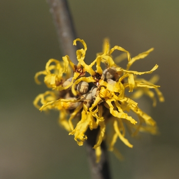 Hamamelis japonica 'Arborea'