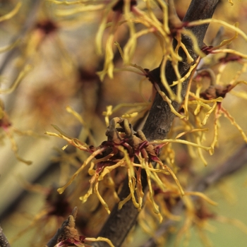 Hamamelis japonica 'Rubra'