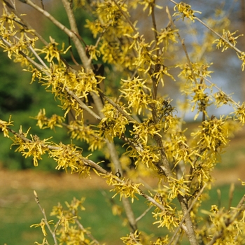 Hamamelis japonica 'Zuccarinina' 