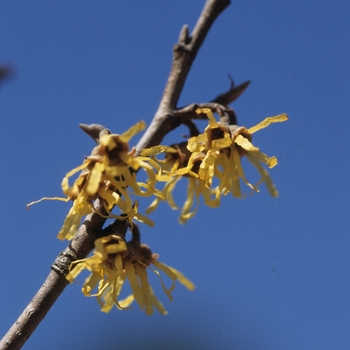 Hamamelis mollis 'Aphrodite'