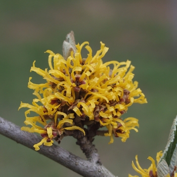 Hamamelis 'Brevipetala'