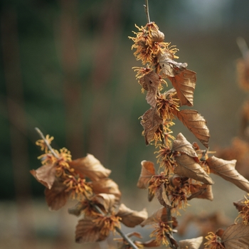 Hamamelis vernalis 'Autumn Embers'