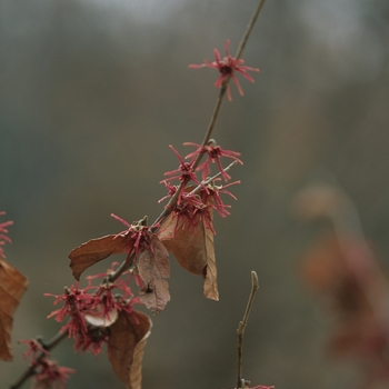 Hamamelis vernalis 'Carnea'