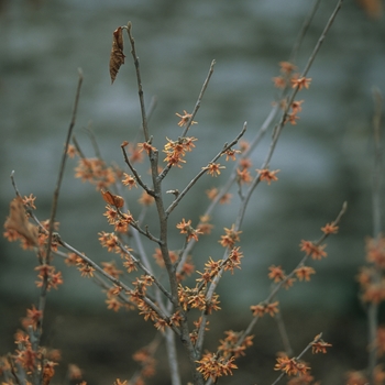 Hamamelis vernalis 'Christmas Cheer'