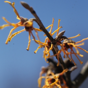 Hamamelis vernalis 'Sandra' 