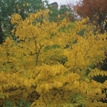 Hamamelis virginiana