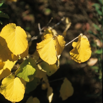 Hamamelis x intermedia 