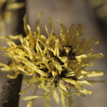 Hamamelis x intermedia 'Angelly'