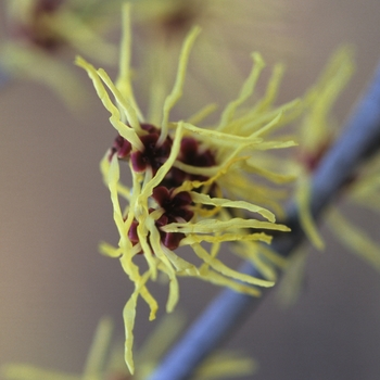 Hamamelis x intermedia 'Moonlight' 