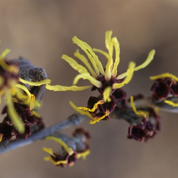 Hamamelis x intermedia 'Primavera' 