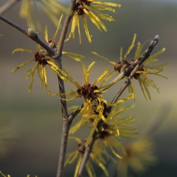 Hamamelis mollis 'Princeton Gold'