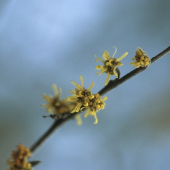 Hamamelis x intermedia 'Ruby Glow' 