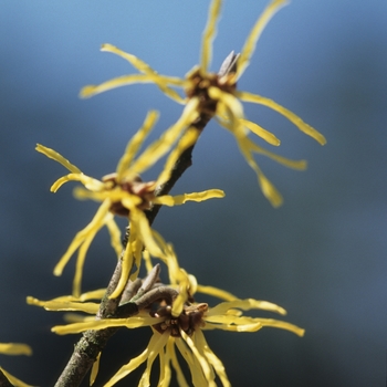 Hamamelis x intermedia 'Westerstede'