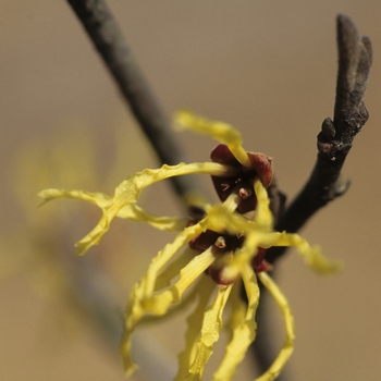 Hamamelis x intermedia 'Zitronenjette'