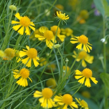 Helenium amarum 