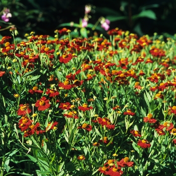 Helenium autumnale 