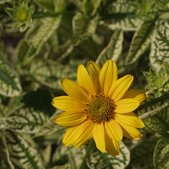 Heliopsis 'Helhan' 