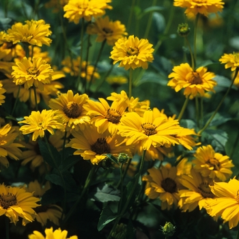 Heliopsis helianthoides var. scabra 