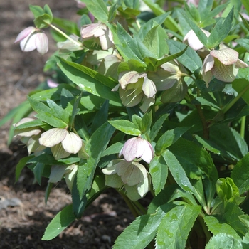 Helleborus purpurascens 'Red Power'