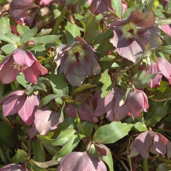 Helleborus 'Winter Joy Bouquet' 