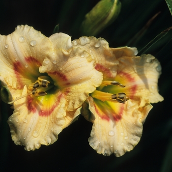 Hemerocallis 'Siloam Dream Baby'