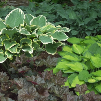 Heuchera micrantha var. diversifolia 'Bressingham Bronze'