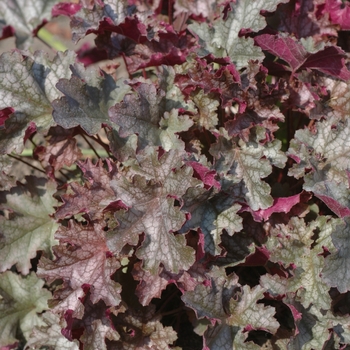 Heuchera 'Can-Can' 