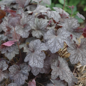 Heuchera 'Rosemary Bloom (Heuros)' PP10441