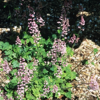 Heuchera 'Snow Angel' 