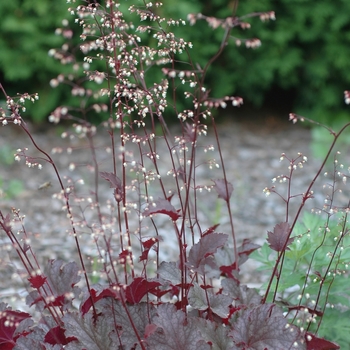 Heuchera 'Stormy Seas' 