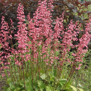 Heuchera 'Winter Red' 