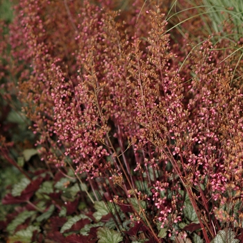 Heuchera 'Raspberry Ice' 13340