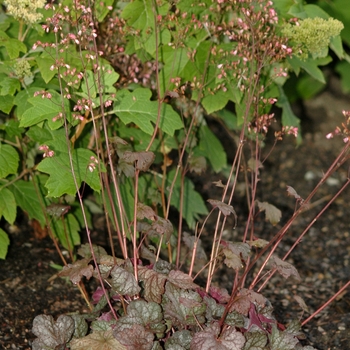 Heuchera 'Regina' 