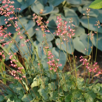 Heuchera sanguinea 'Chatterbox' 