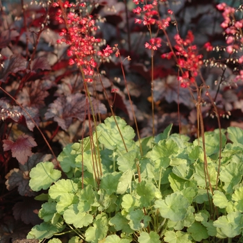 Heuchera sanguinea 'Leuchtkafer' 